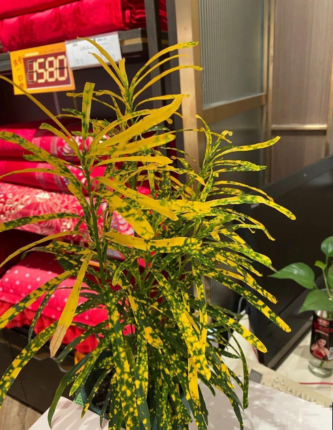 新买一盆花,叶子五颜六色,真怀疑它是不是喷药了? 新买一盆花,叶子五颜六色,真怀疑它是不是喷药了?