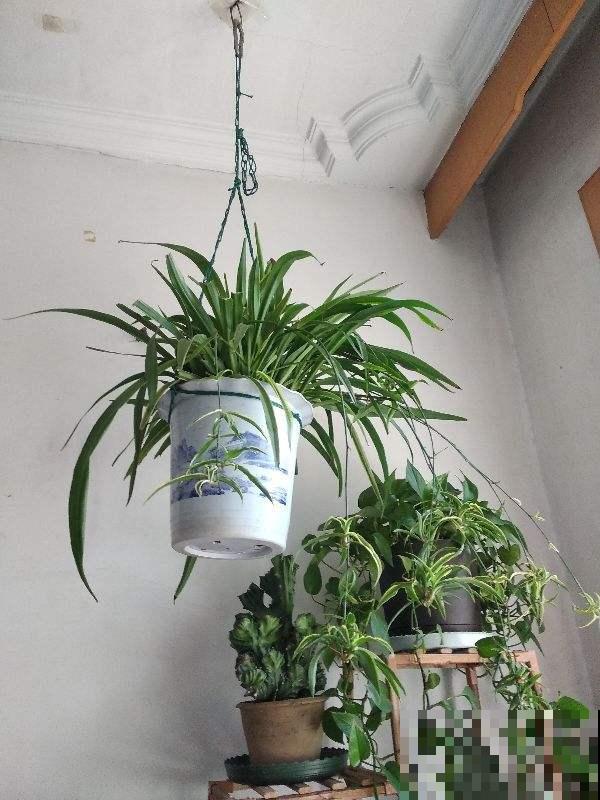 养花也要有度,阳台别摆太多花,小心压塌了! 养花也要有度,阳台别摆太多花,小心压塌了!