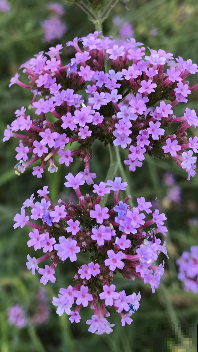 想要梦幻？不用去普罗旺斯，1把马鞭草种子满足你！