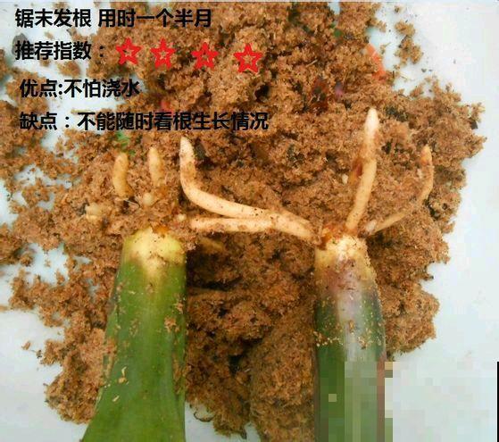 家里的花,用这东西裹住,捂一捂,可以快速生根! 家里的花,用这东西裹住,捂一捂,可以快速生根!