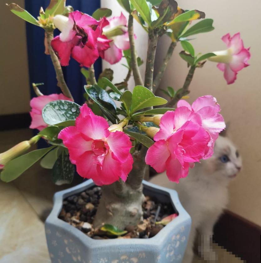 养这4种花，就得配好土，不黄叶不烂根！