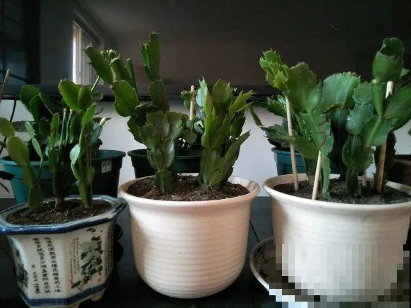 养蟹爪兰，重要的是一个“掐”字，花苞冒不停