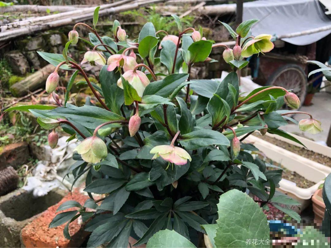 这花名字太难听，我实在叫不出口，到底谁起的！