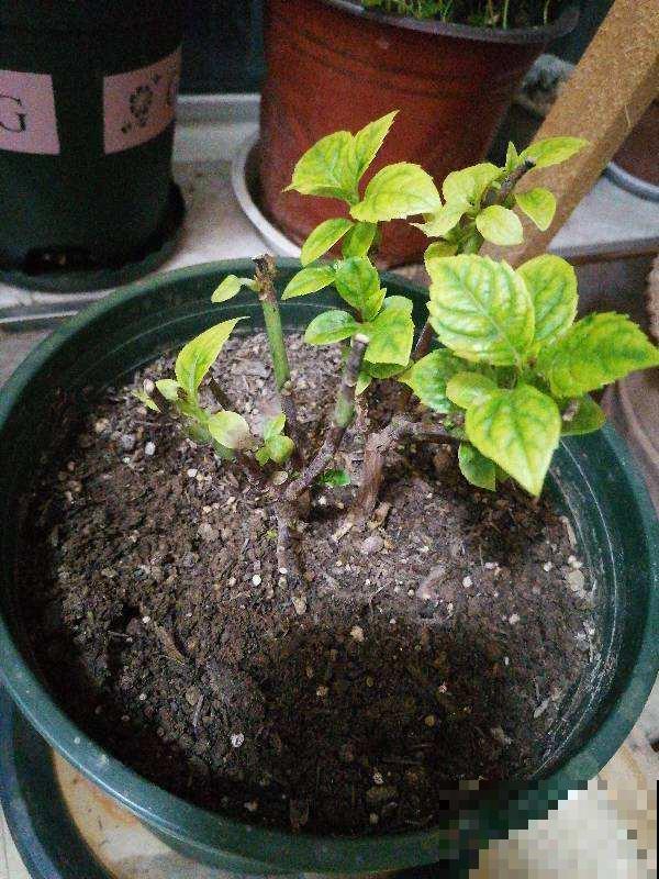 秋天养花,5个工作要提上日程,完了明年也不开花 秋天养花,5个工作要提上日程,完了明年也不开花