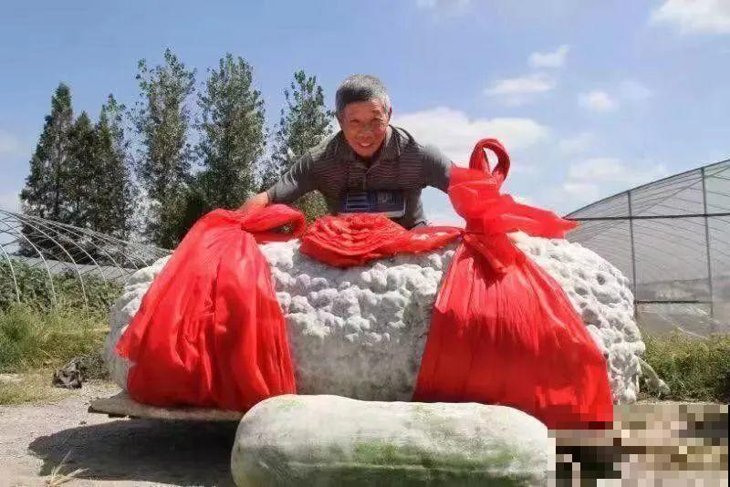 农村大姐，种出1.5米大冬瓜，我看谁还敢说矮！