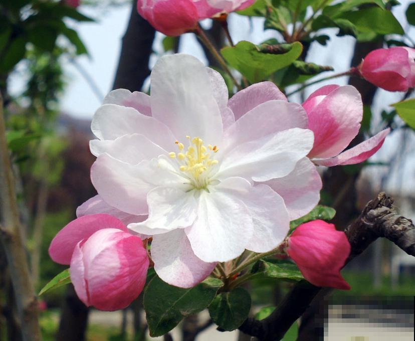 8种水果特常见,大部分人没见过开花,认识5种就是大神 8种水果特常见,大部分人没见过开花,认识5种就是大神