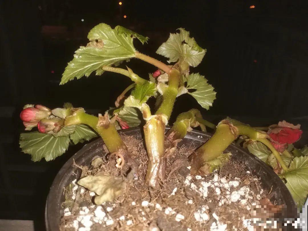 公认难养的花,养一盆死一盆,从来没有养活过! 公认难养的花,养一盆死一盆,从来没有养活过!