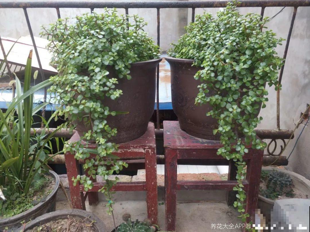 养金枝玉叶,剪成“歪脖子”,越歪越值钱! 养金枝玉叶,剪成“歪脖子”,越歪越值钱!