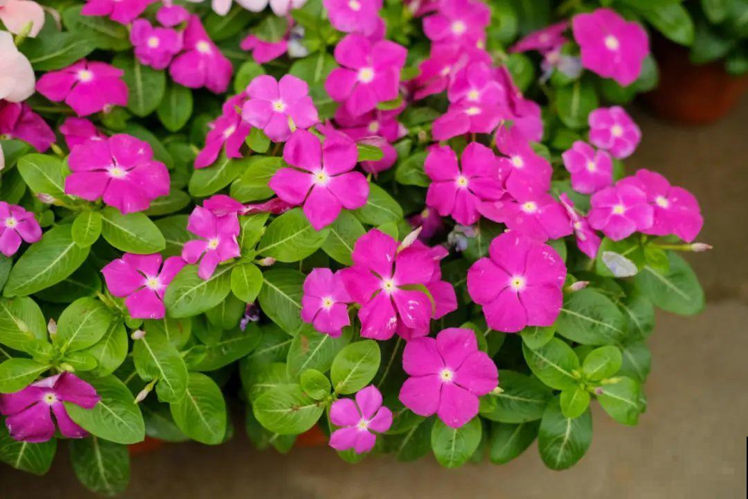 9月后就养这些花,比绿萝好养,疯狂开花到明年! 9月后就养这些花,比绿萝好养,疯狂开花到明年!