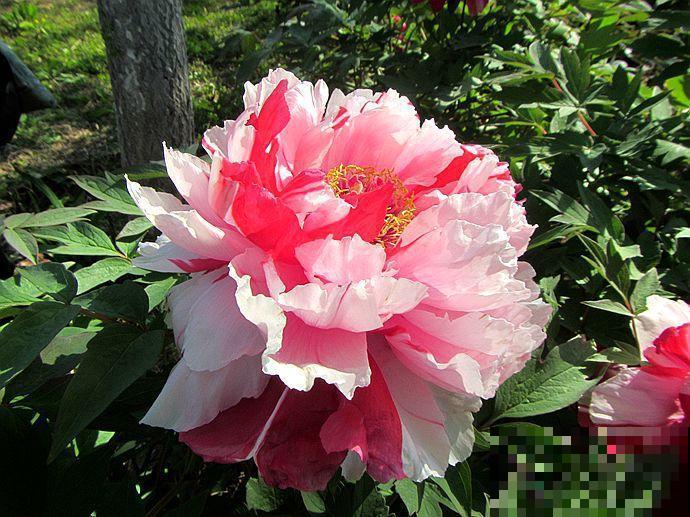 4种花只能北方养，南方种不了，只因温度太高！