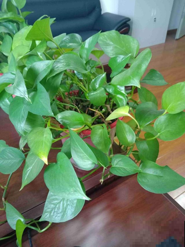 急性子人,就养这4种花,一周长好,棵棵爆盆 急性子人,就养这4种花,一周长好,棵棵爆盆