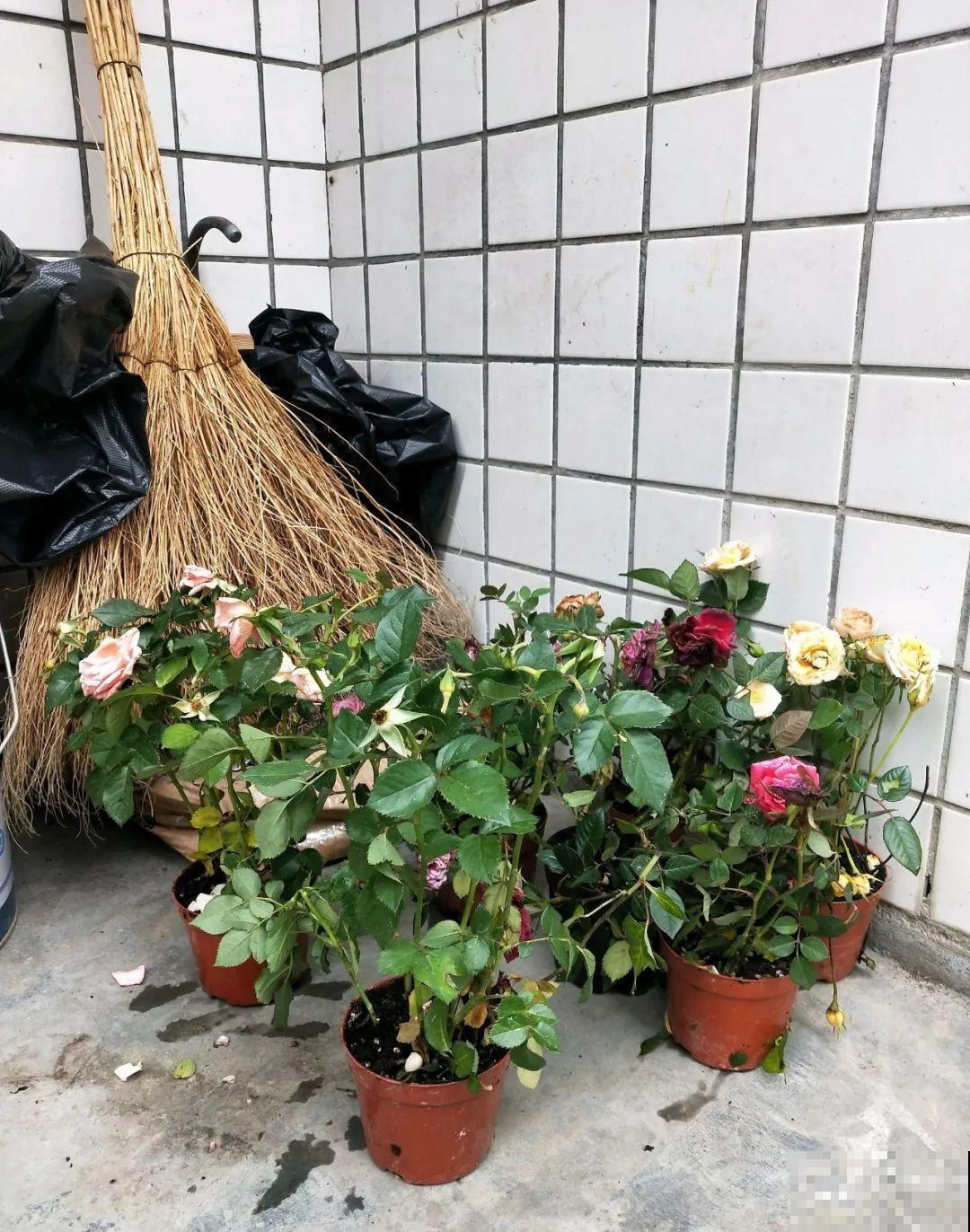 花堆成山,捡到手软,大麻袋都装不下了! 花堆成山,捡到手软,大麻袋都装不下了!