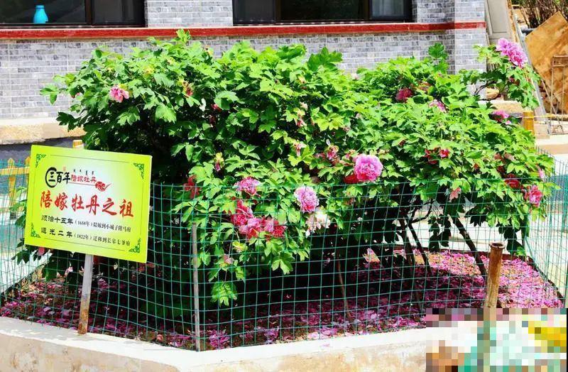 407岁古树，熊孩子玩火烧坏，只剩树皮还能活？