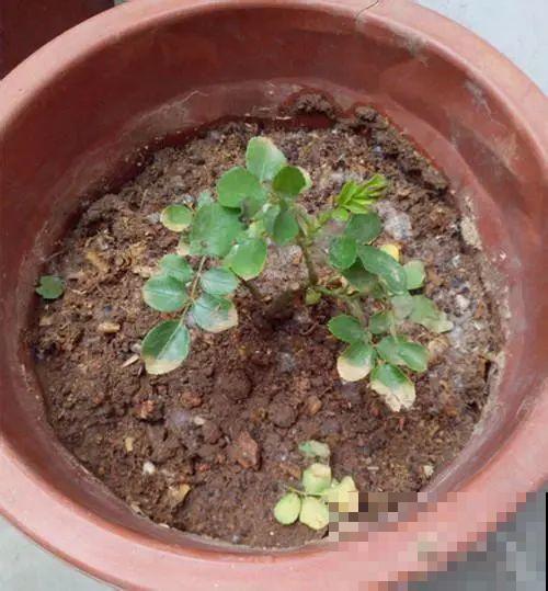 4种养花夺命水，秋天不要浇，一浇花就死！