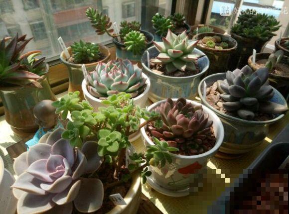 浇水时注意一个细节,花喝了长得超快,大白根又密又壮! 浇水时注意一个细节,花喝了长得超快,大白根又密又壮!