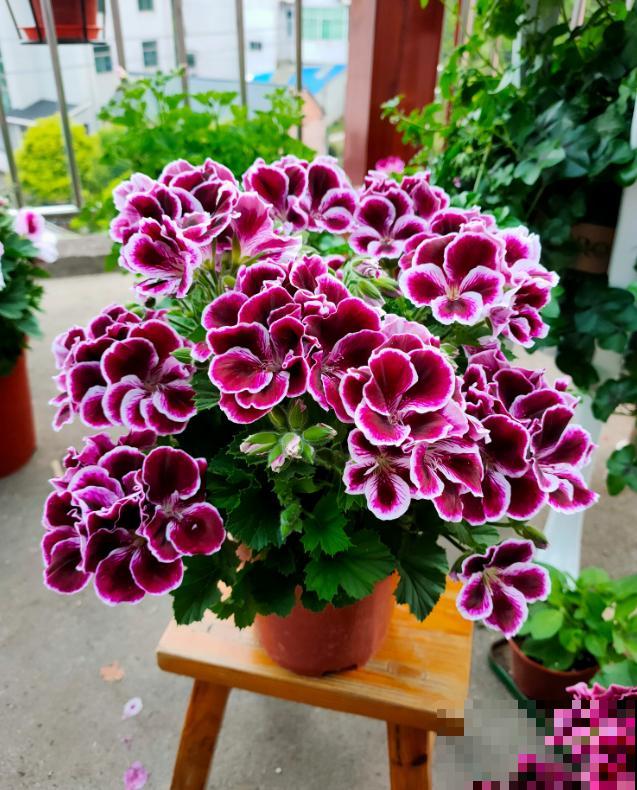 天竺葵最美的20个品种,不养一盆,对不起自己! 天竺葵最美的20个品种,不养一盆,对不起自己!