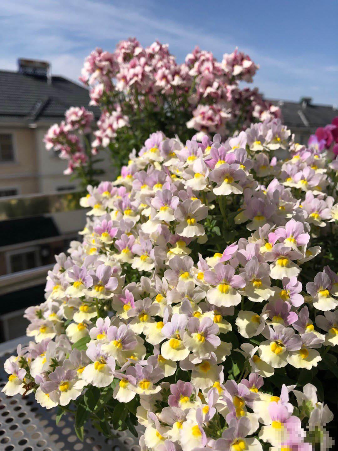 阳台新宠龙面花,花量超大颜色多,四季都开不停! 阳台新宠龙面花,花量超大颜色多,四季都开不停!