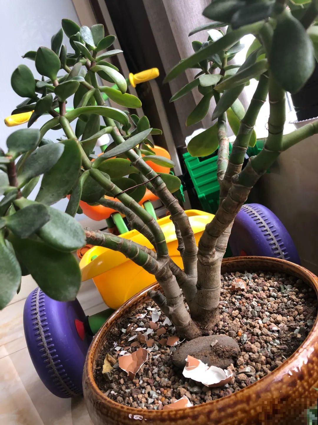 这花拔起来没有根,赶紧换盆,不然活不过俩月! 这花拔起来没有根,赶紧换盆,不然活不过俩月!