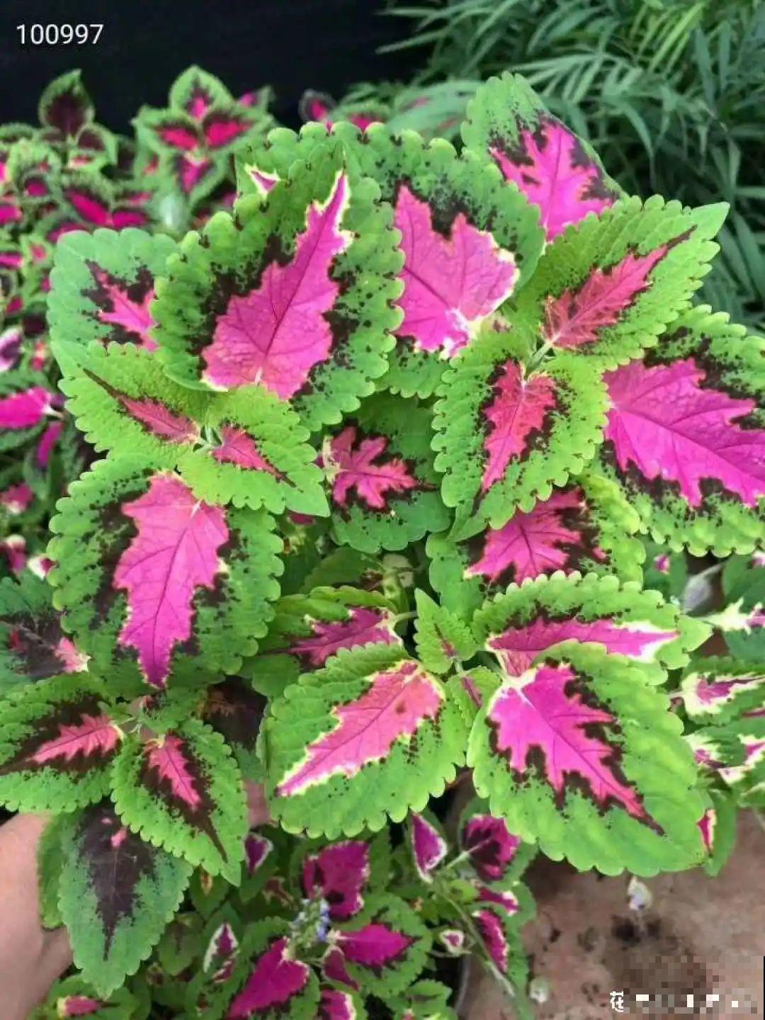 新买一盆花,叶子五颜六色,真怀疑它是不是喷药了? 新买一盆花,叶子五颜六色,真怀疑它是不是喷药了?