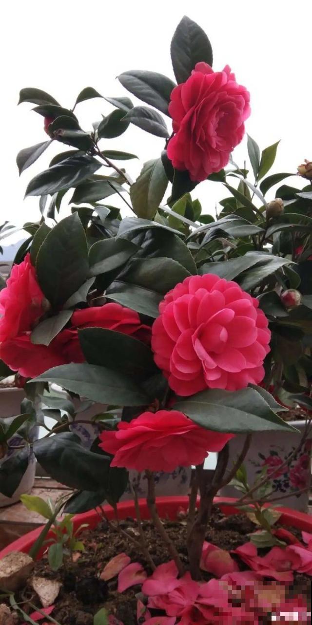 养根的3个小方法,照着一步步做,根能撑爆盆! 养根的3个小方法,照着一步步做,根能撑爆盆!