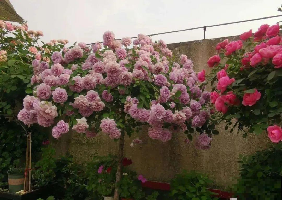 8根筷子绑一起,2个月变老桩,让你爱不释手! 8根筷子绑一起,2个月变老桩,让你爱不释手!