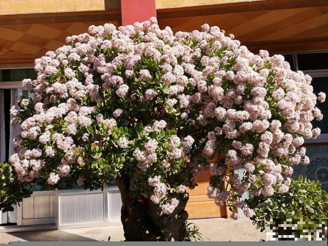 沙漠玫瑰太能长，足足100斤，1个人差点搬不动！