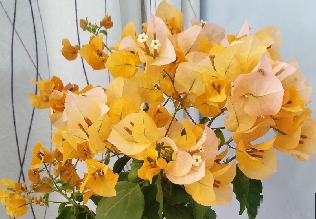 立秋后养花,8个注意事项,把花养的像白菜! 立秋后养花,8个注意事项,把花养的像白菜!