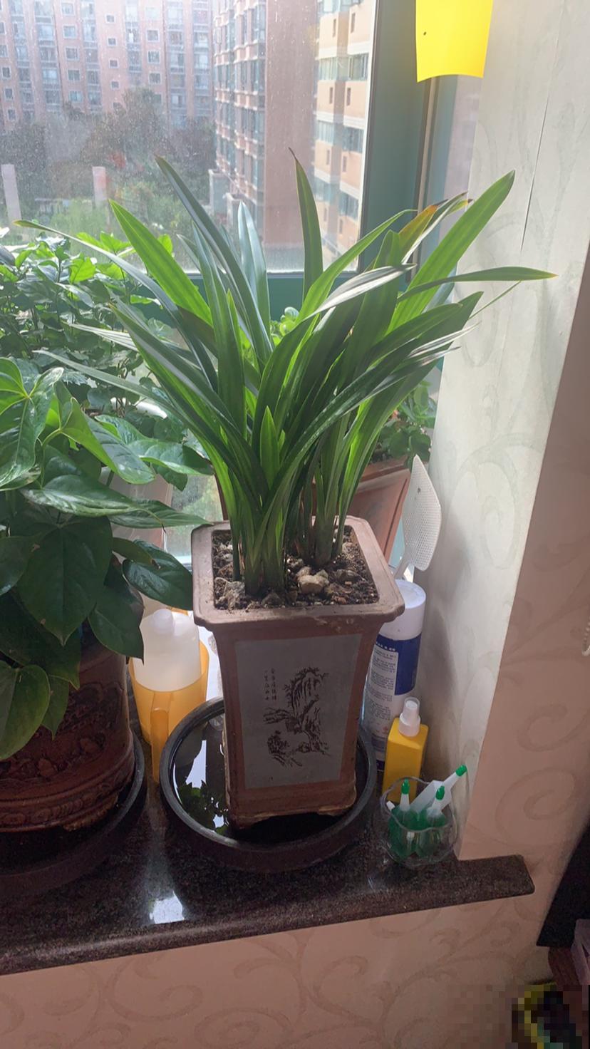 现在气温还不冷,有些情况不能施肥,你家花存在这些情况吗 现在气温还不冷,有些情况不能施肥,你家花存在这些情况吗