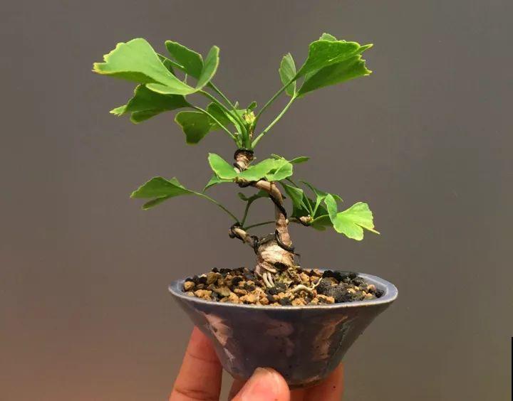 西红柿、玉米……埋土里，7天长成小森林，结出果子一大筐！