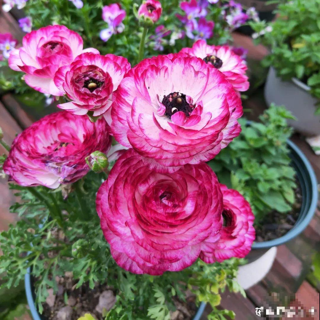 看图猜花名，100道题，测你的养花天分！