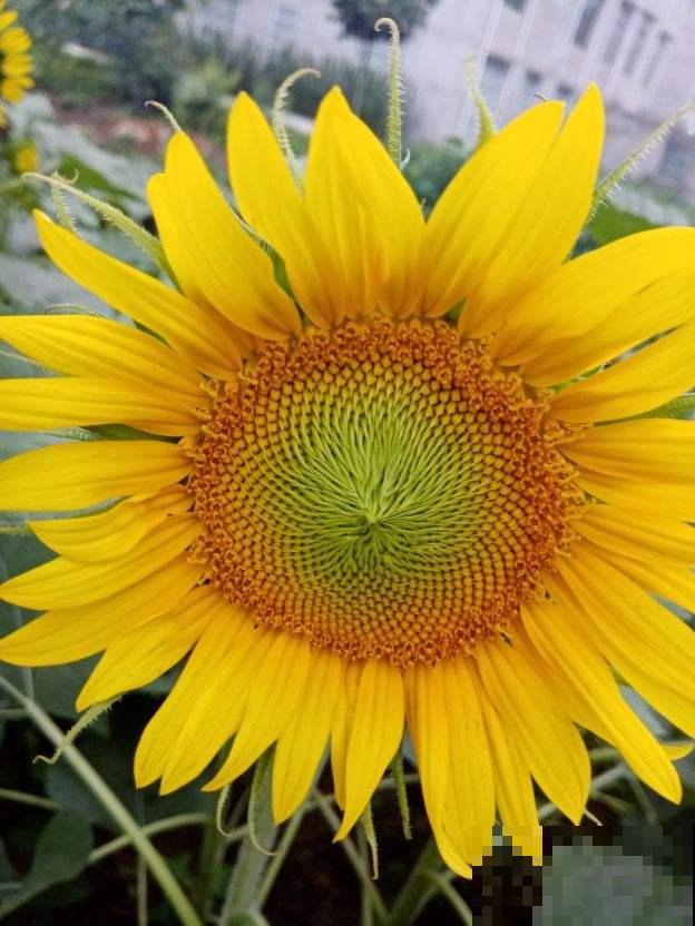 常见的8种花,竟然是国花,长见识了! 常见的8种花,竟然是国花,长见识了!