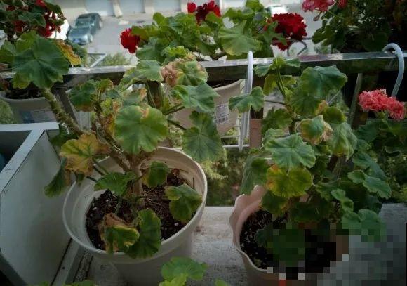 长寿花睡了一个夏天，终于要睡醒了，抓紧修剪才能继续旺长