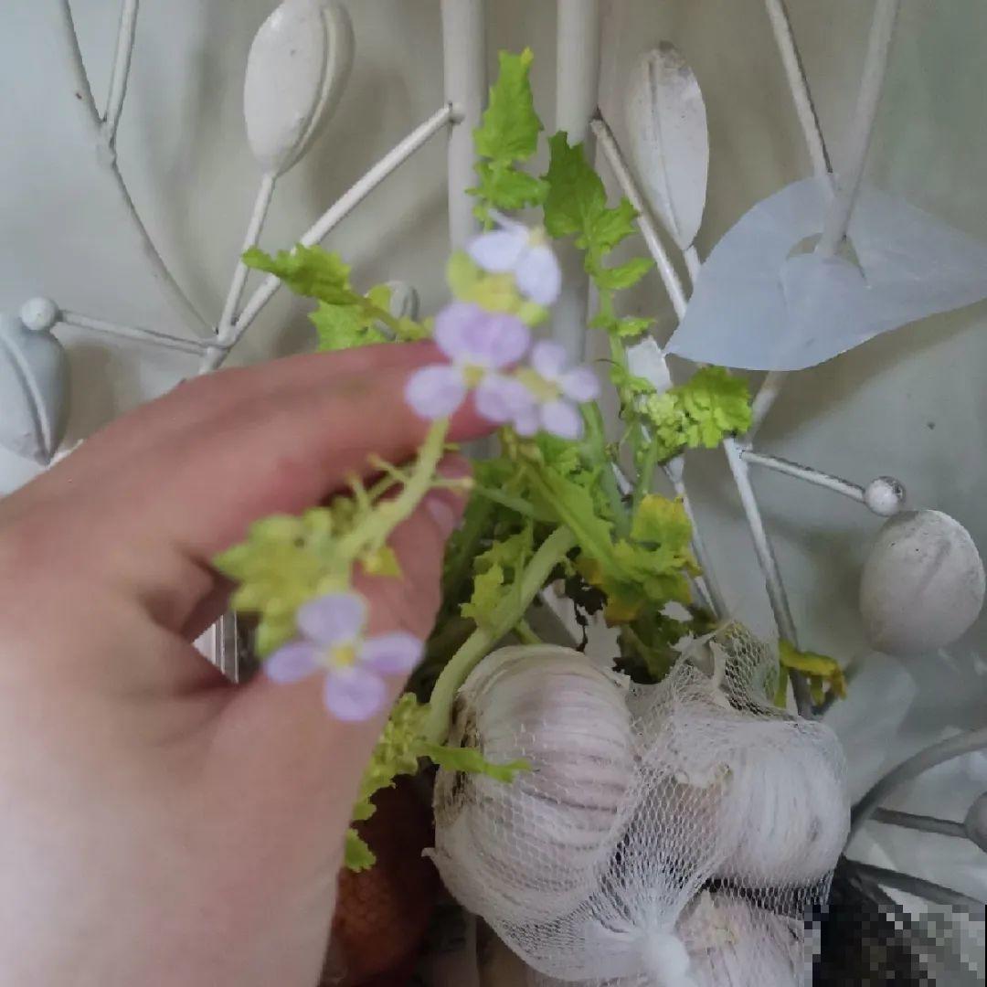 3个月后才回家，家里的花疯了，墙缝、房顶都爬满！