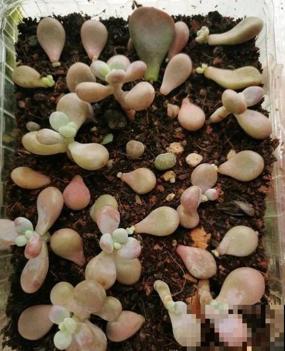 旧筷子、老干妈瓶，都是养花宝贝，做盆浇水都能用！