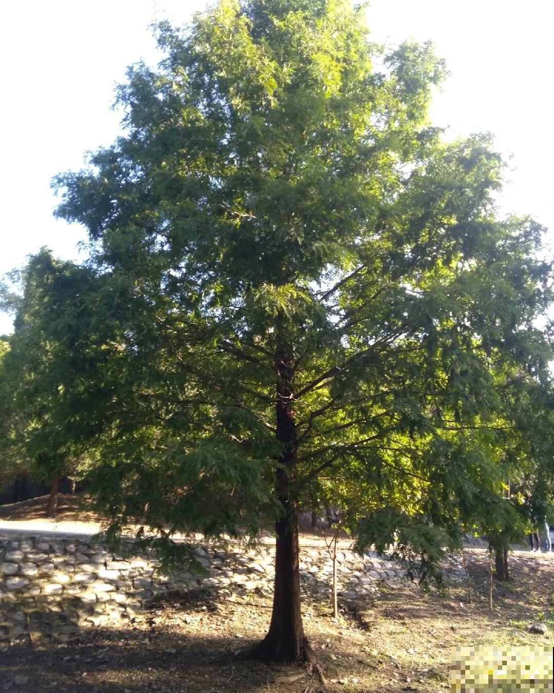 山上的雪莲,说摘就摘? 山上的雪莲,说摘就摘?