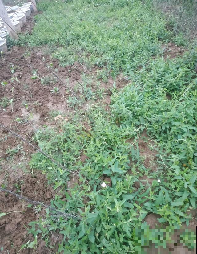 4种花就是吸血鬼，不能被缠上，否则死翘翘