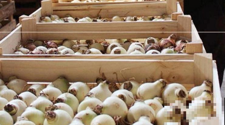 种朱顶红种球有讲究，6个错误常犯，看看你中了没！