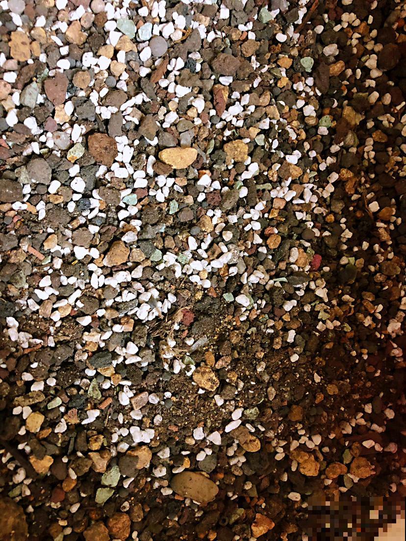 秋天养多肉,盆里扔点小东西,状态恢复快 秋天养多肉,盆里扔点小东西,状态恢复快