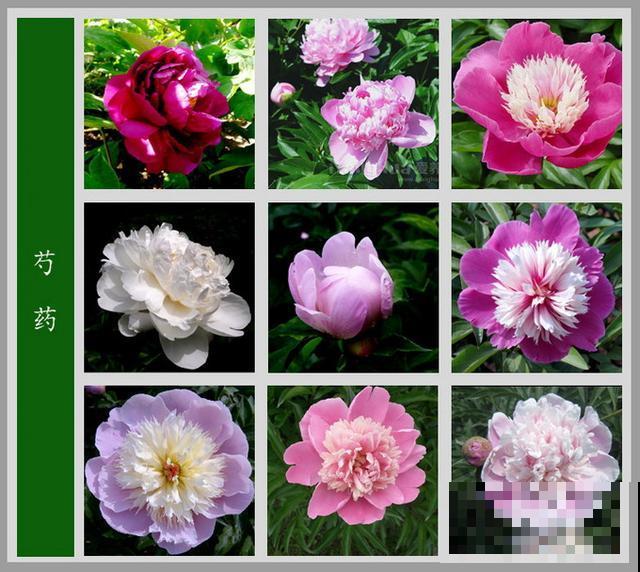 最齐全的《百花图谱》,珍藏起来,路边花都能叫上名! 最齐全的《百花图谱》,珍藏起来,路边花都能叫上名!