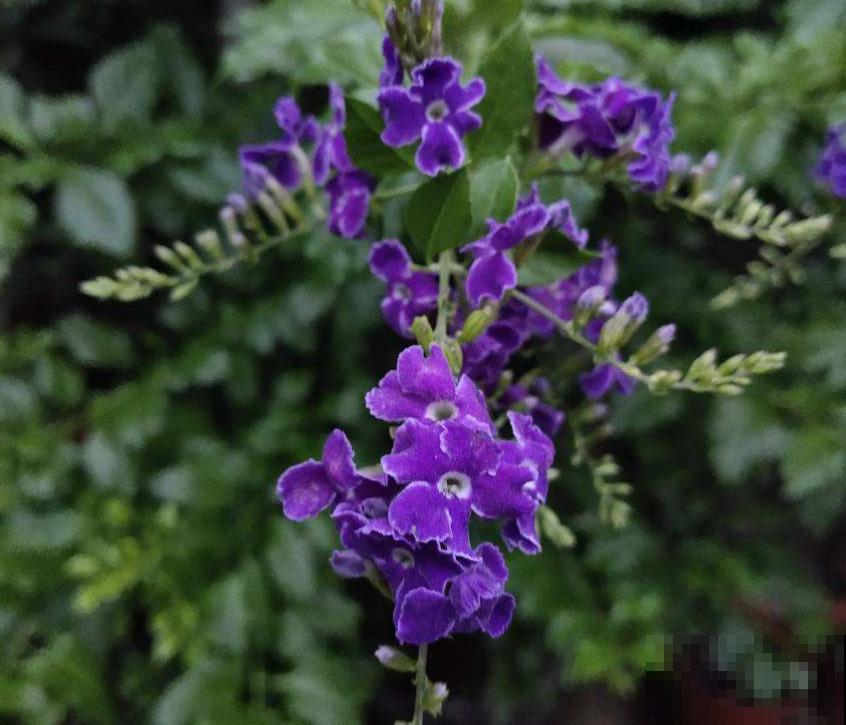 “紫美人”蕾丝金露花,紫得发亮,养成花帘美爆了! “紫美人”蕾丝金露花,紫得发亮,养成花帘美爆了!