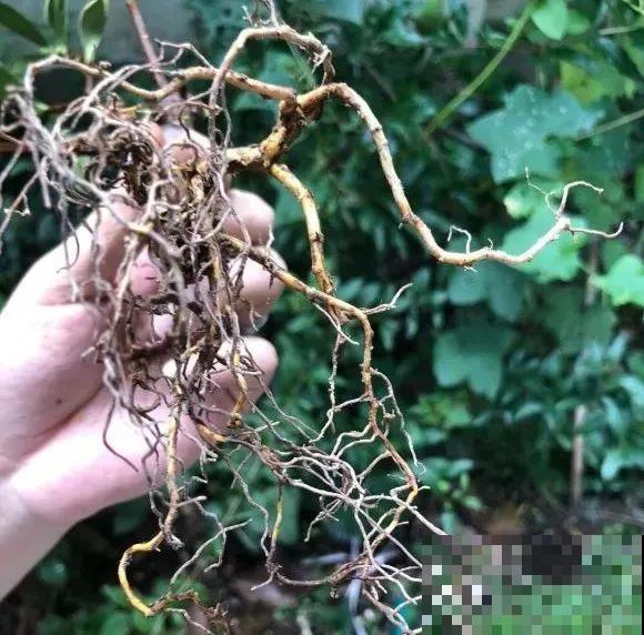 秋老虎来了，9种花进入“死期”，切莫大意！