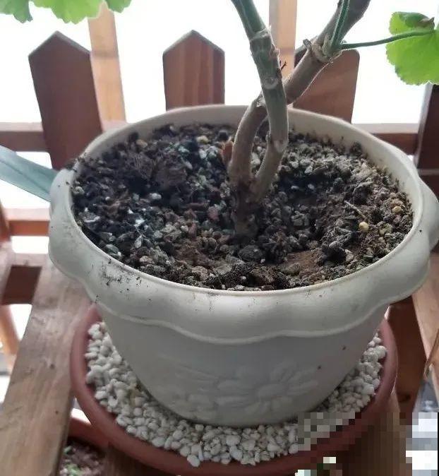 秋老虎来了，9种花进入“死期”，切莫大意！