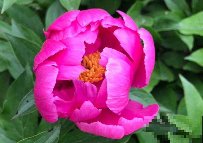 一句诗一种花,根据诗句猜花名,全猜对的是个文化人 一句诗一种花,根据诗句猜花名,全猜对的是个文化人