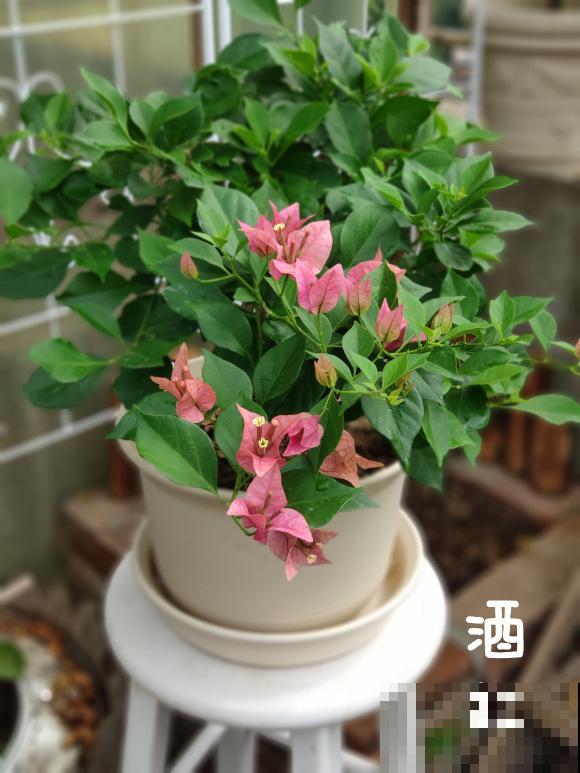 20平的小楼顶，养了100多盆三角梅，花团锦簇美不胜收！