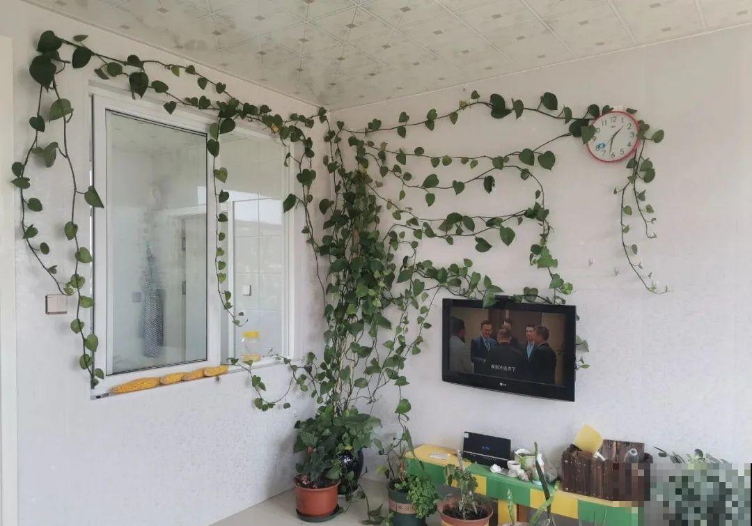 8根筷子绑一起,2个月变老桩,让你爱不释手! 8根筷子绑一起,2个月变老桩,让你爱不释手!