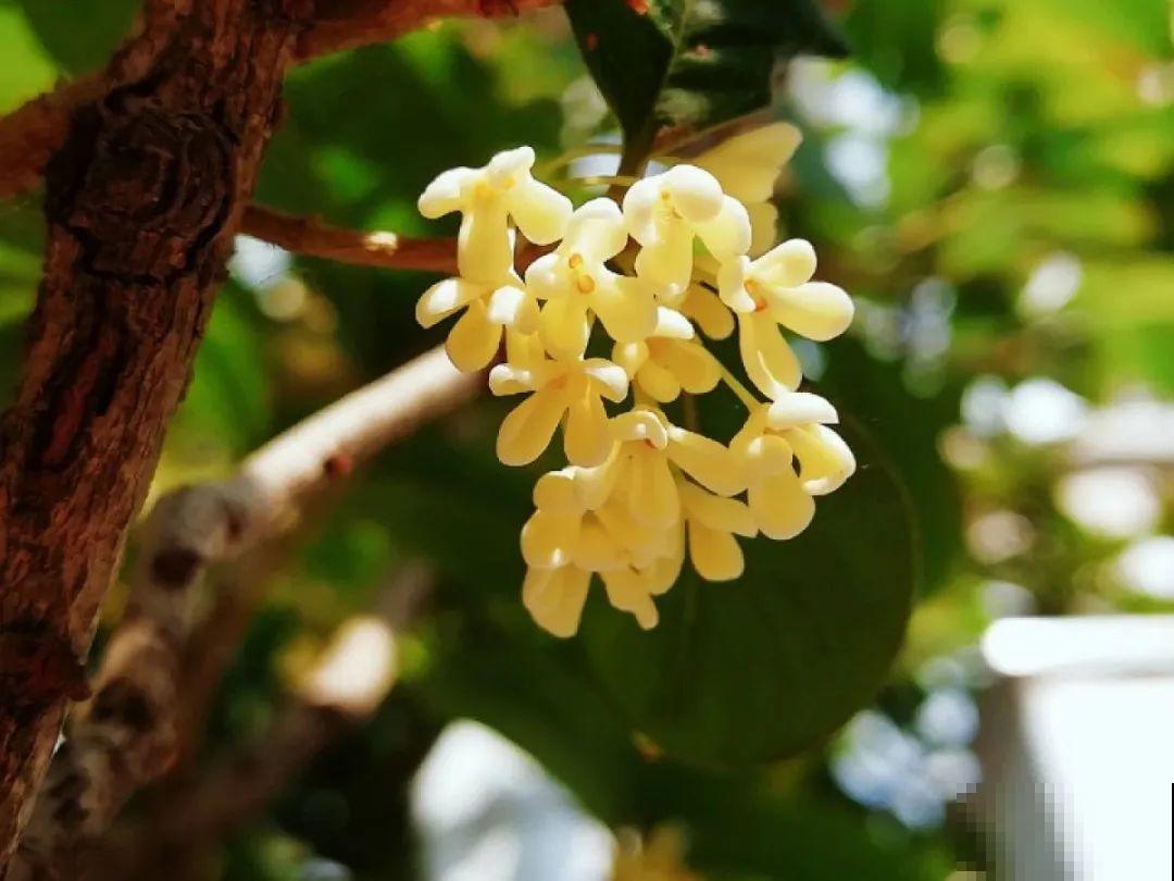 9月生日花，又美又香，寓意极好！