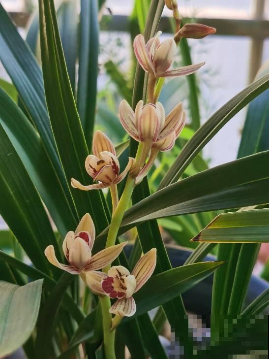 秋天是换盆好时机,花都睡醒了,换盆才能长得快 秋天是换盆好时机,花都睡醒了,换盆才能长得快