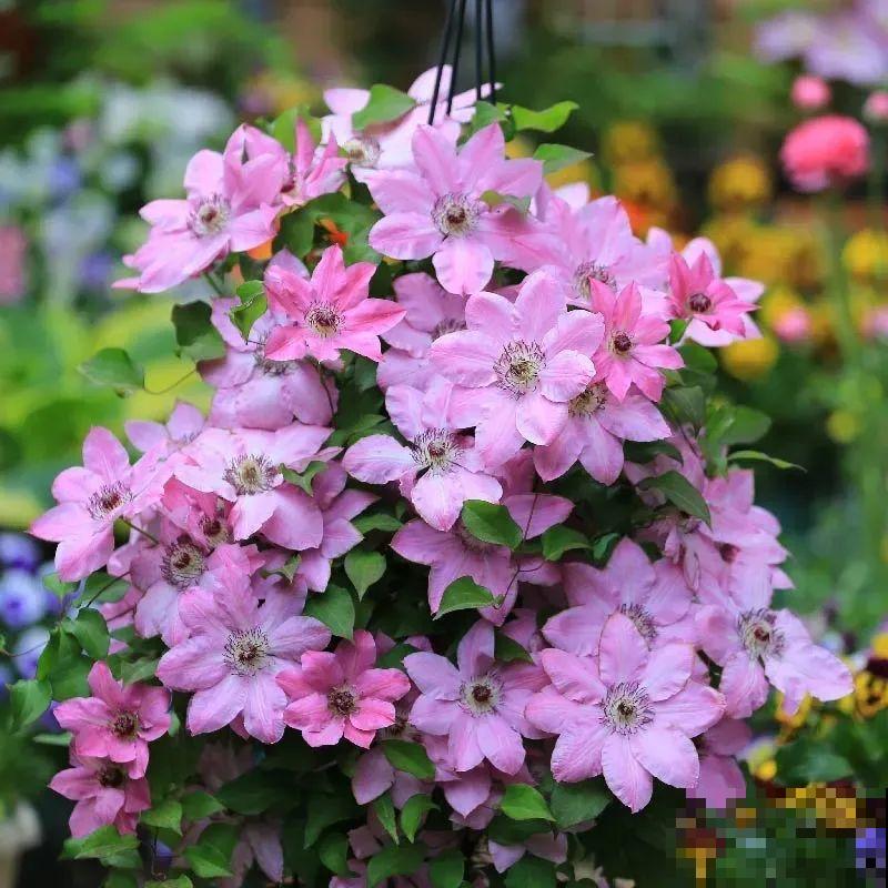 秋天养铁线莲，沾土就活，零下20度冻不死！