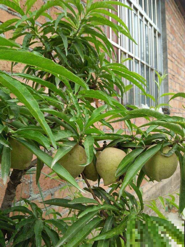 花盆里长出大苹果，原来种的矮化品种，果子多得吃不完