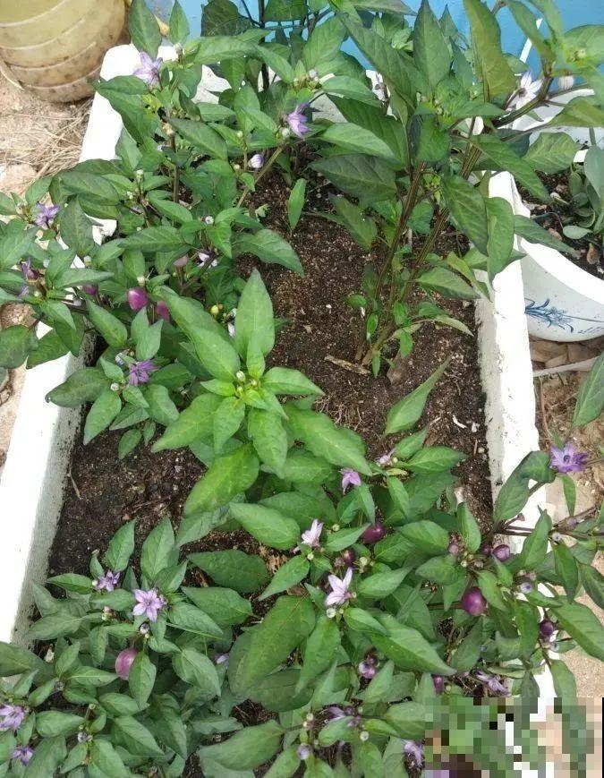 秋天养这4种菜，长得快、结果多，一茬茬吃不完！